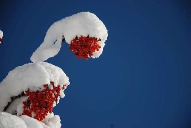 Гостевой дом Guesthouse Guram Baba Местиа-17